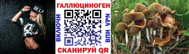Псилоцибиновые грибы Psilocybine cubensis  как найти закладки  Соль-Илецк 